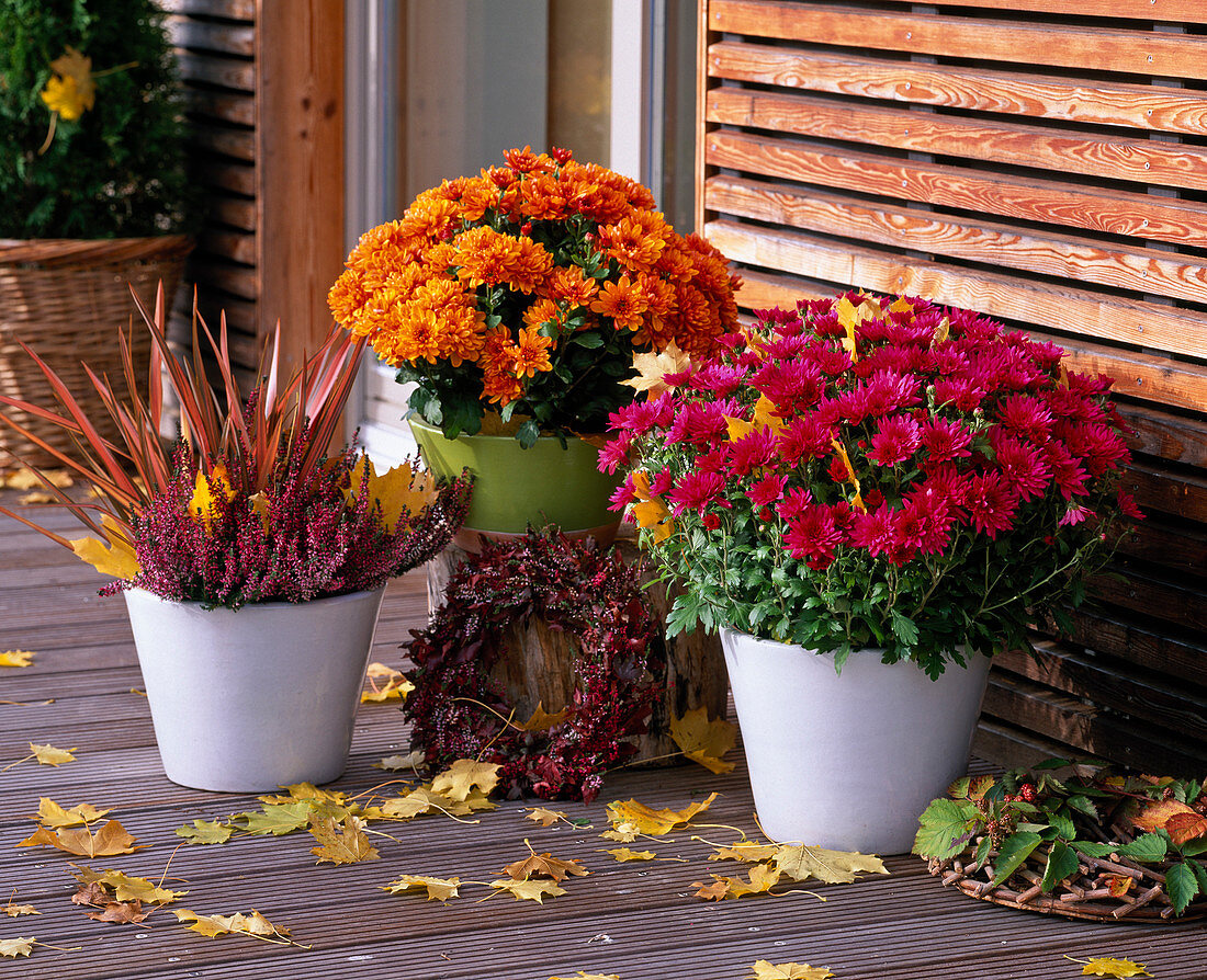 Chrysanthemum Yahou 'Titane' red, 'Tirex' orange