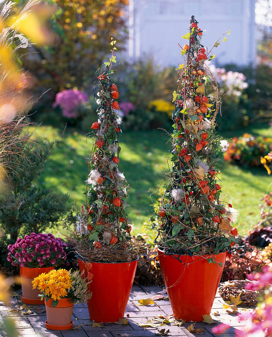 Hedera (ivy) on trellis decorated with Physalis (lanterns), Clematis