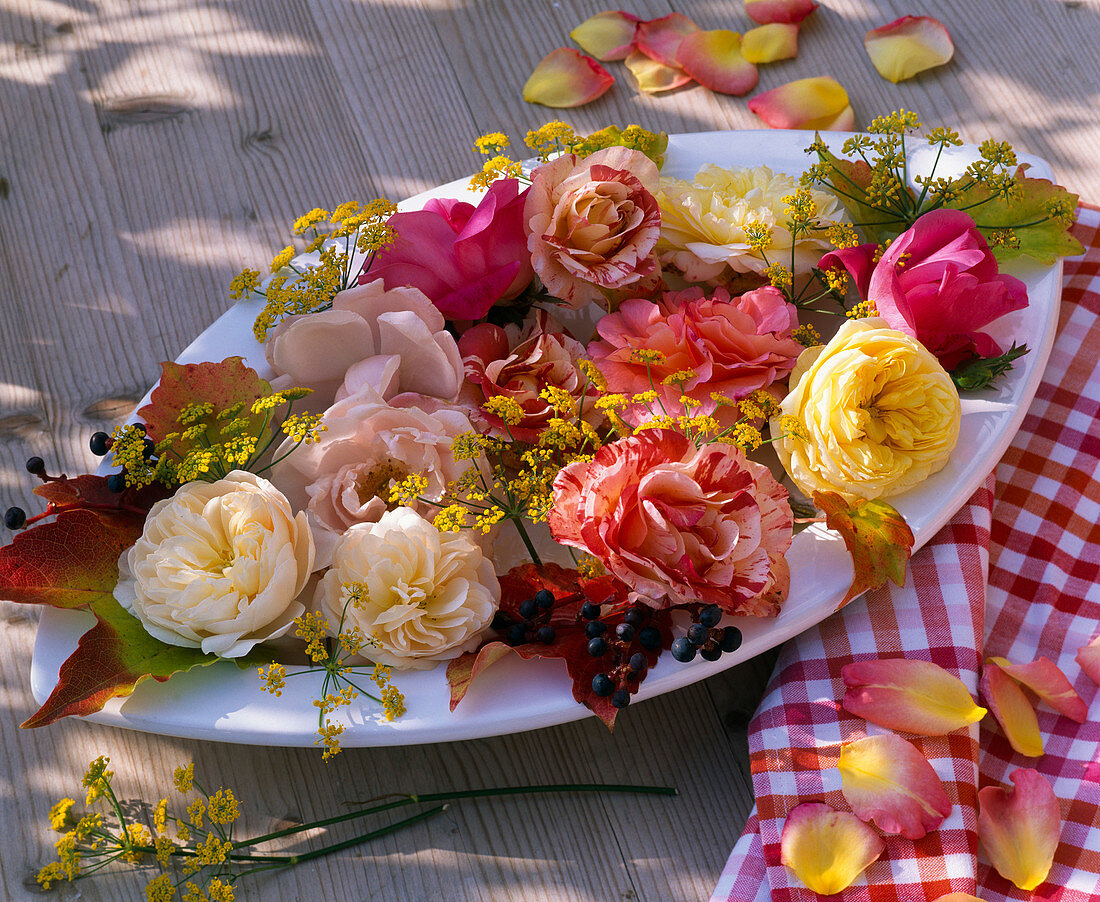 Rosa, Foeniculum, Parthenocissus