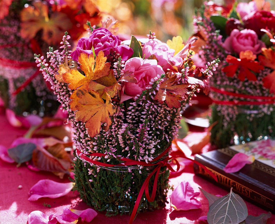 Rosa (Rosen) und Herbstlaub von Geranium (Storchschnabel) in Topf