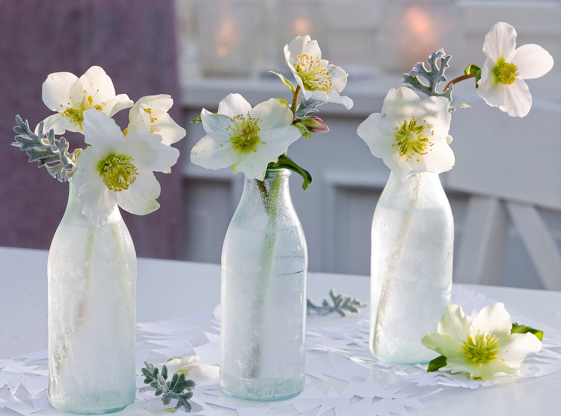 Helleborus niger (Christmas rose) and Cineraria (silver leaf)