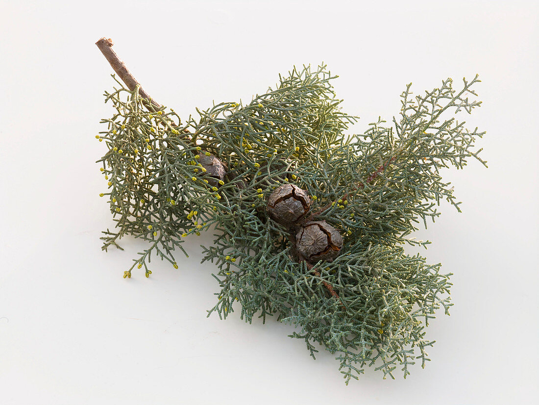 Zweig von Cupressus arizonica (Arizona-Zypresse) als Freisteller