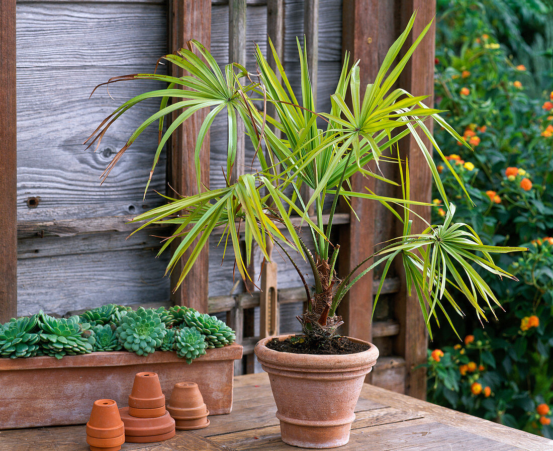 Livistona decipiens (Weeping umbrella palm)