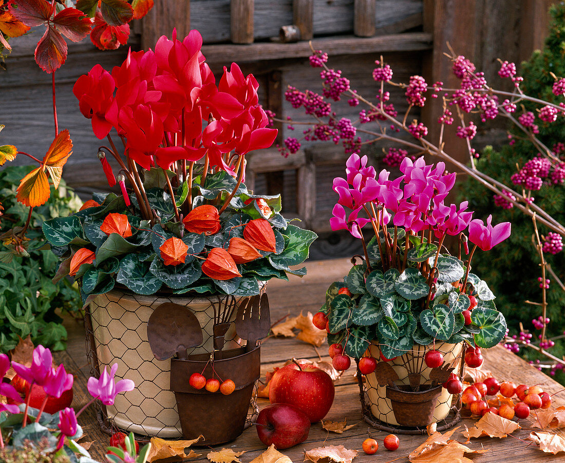 Cyclamen persicum (Alpenveilchen) dekoriert mit Physalis