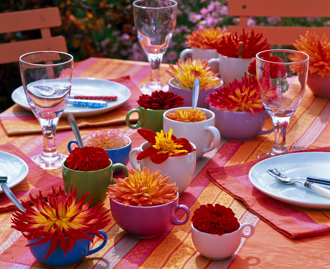 Various dahlia in cups on laid table