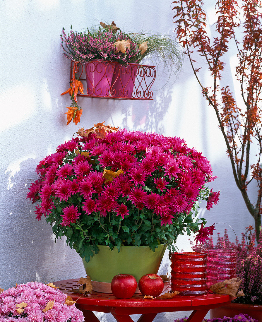 Chrysanthemum Ya hou 'Tic Tac' (Autumn Chrysanthemum)