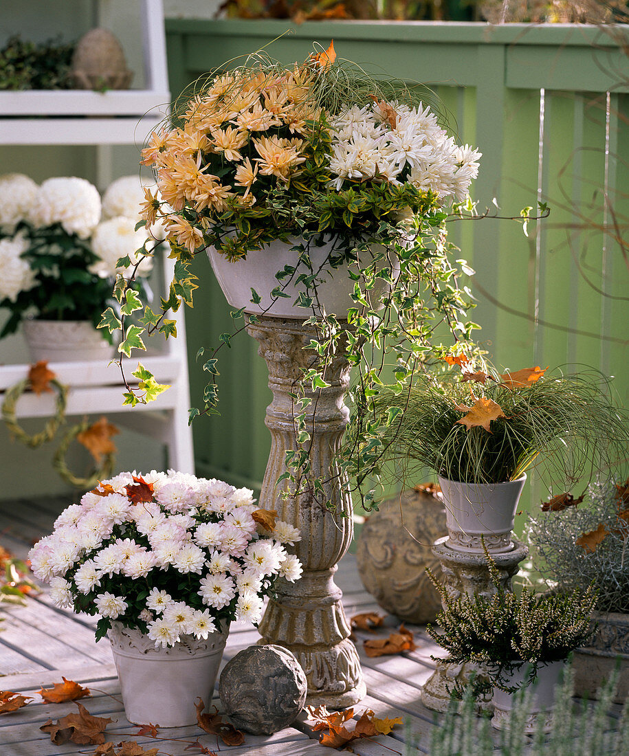 White bowl with chrysanthemum (autumn chrysanthemum)