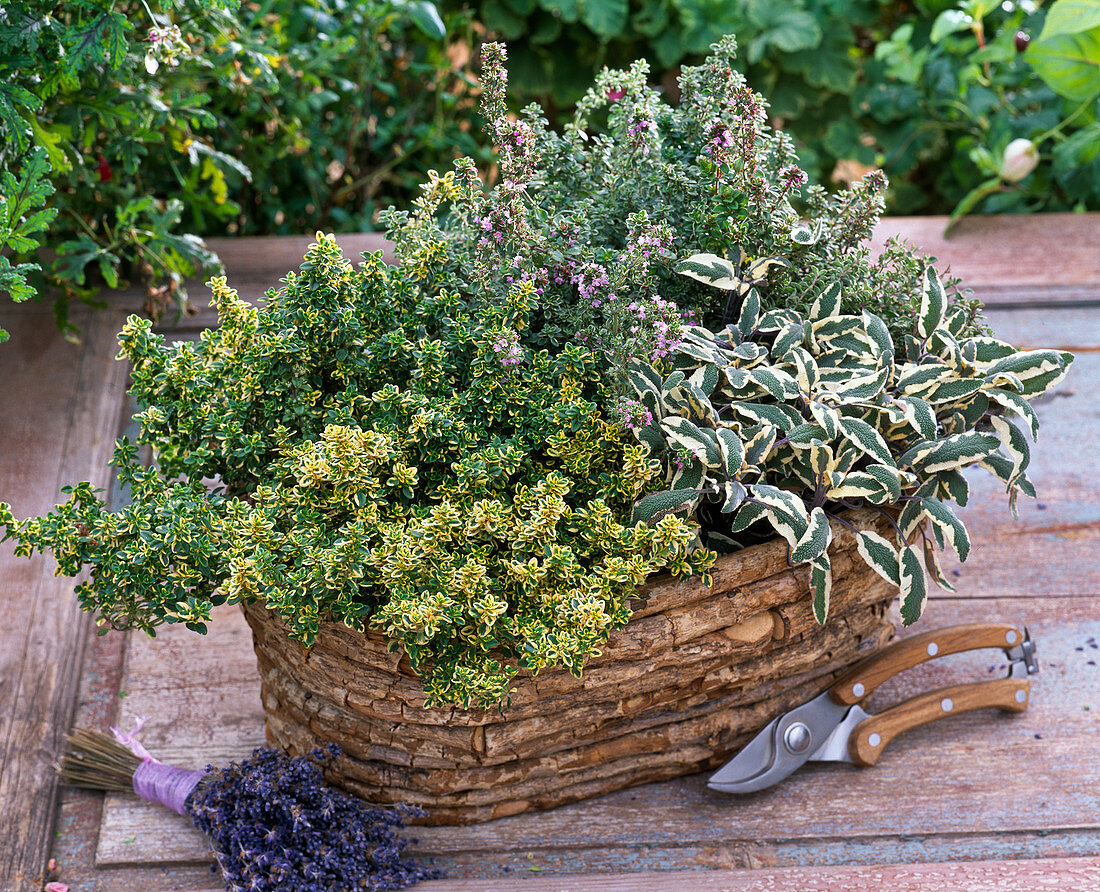 Thymus citriodorus (Lemon thyme), Salvia 'Tricolor' (Autumn chrysanthemum)