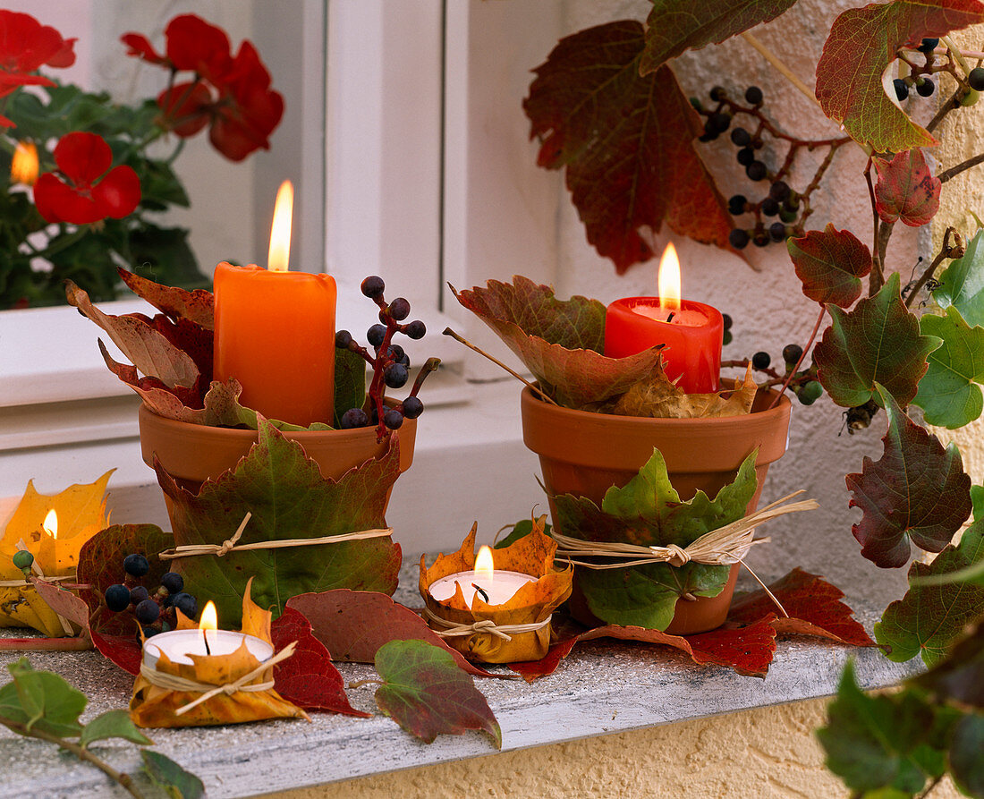 Autumn leaves of Parthenocissus and Acer around pots