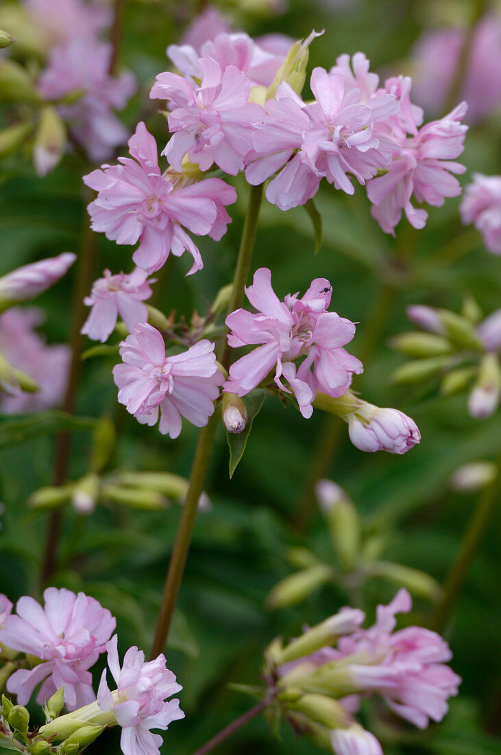 Saponaria officinalis 'Rosea Plena' (filled soapwort)