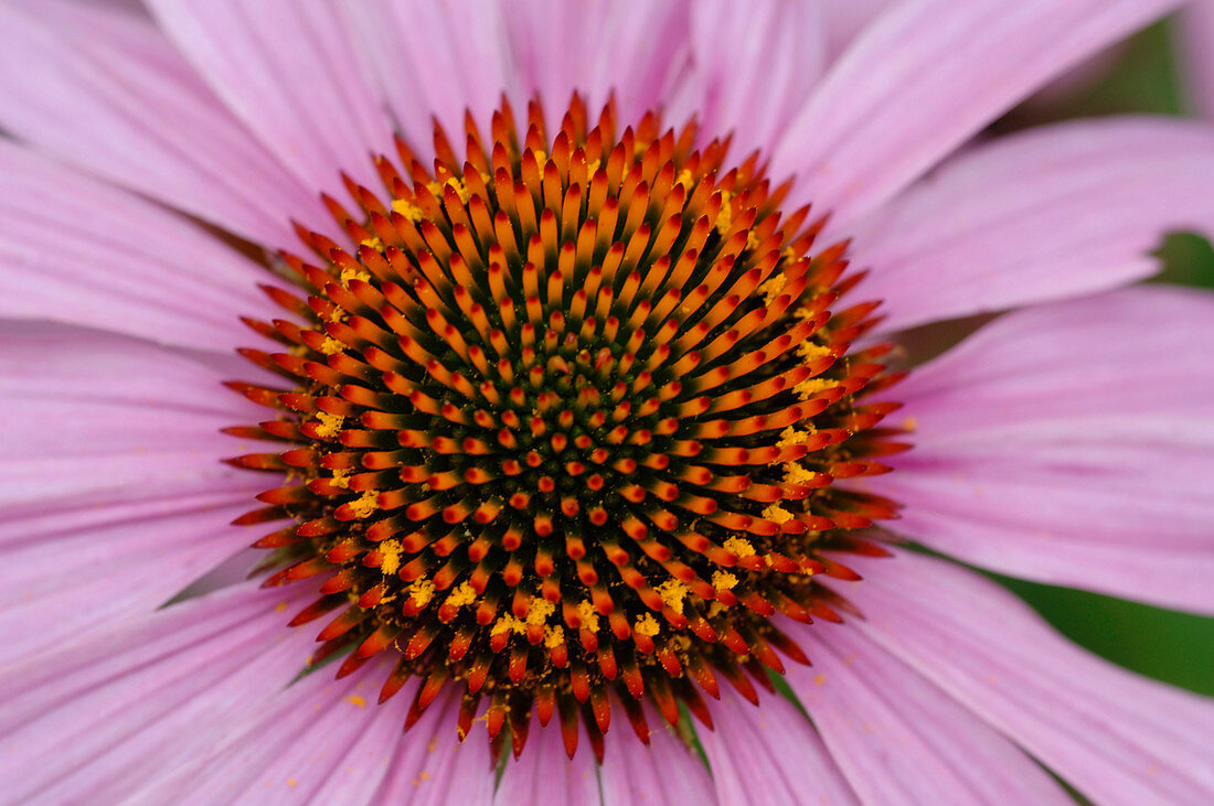 Echinacea purpurea (Roter Sonnenhut)