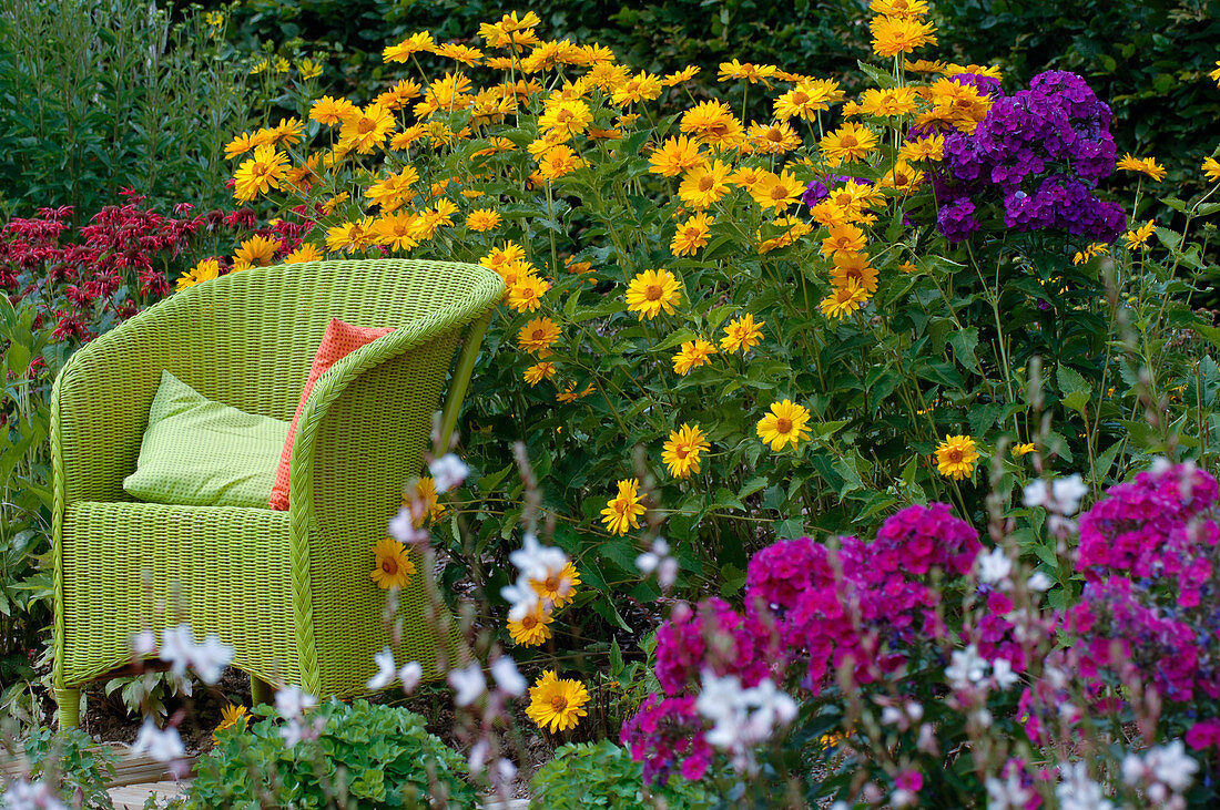 Green wicker chair in bed with Heliopsis (sun eye)