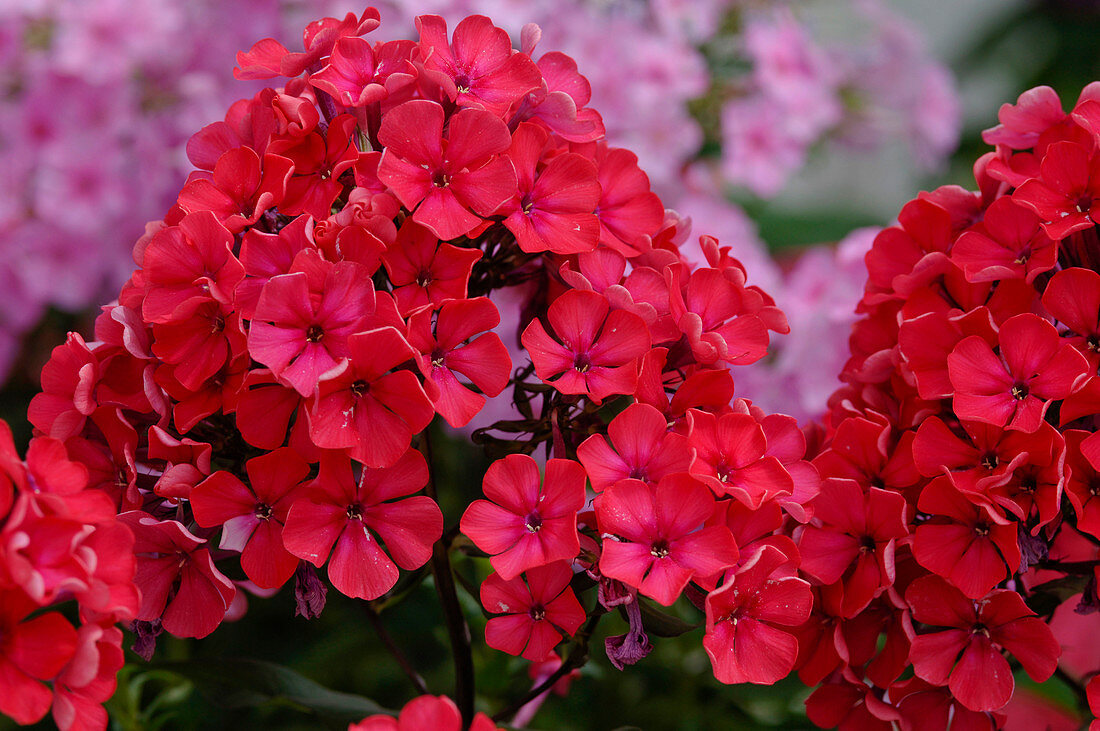 Phlox paniculata (Flame Flower)