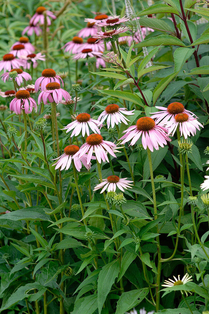 Echinacea purpurea (Roter Sonnenhut)