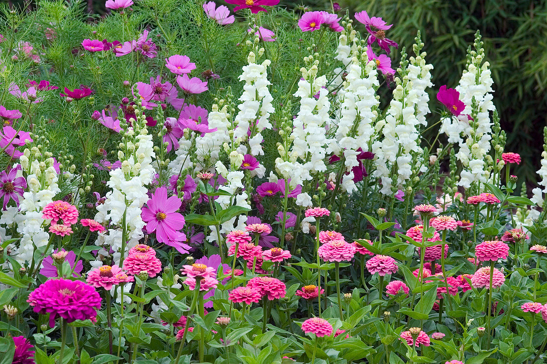 Antirrhinum, Zinnia, Cosmos