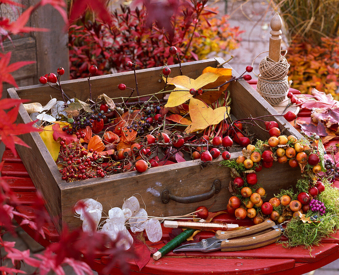 Ingredient style for crafting in autumn rose hips, Ampelopsis