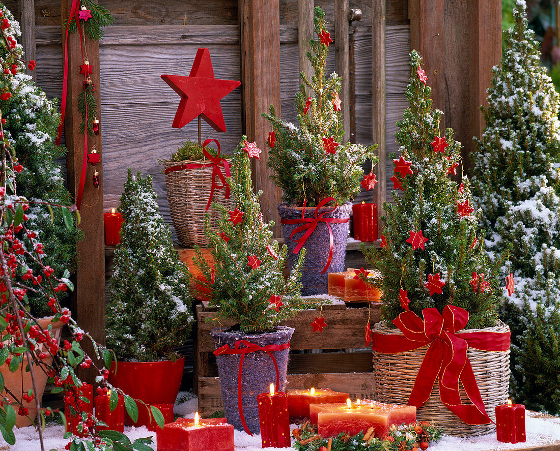 Christmas terrace with Picea glauca 'Conica'