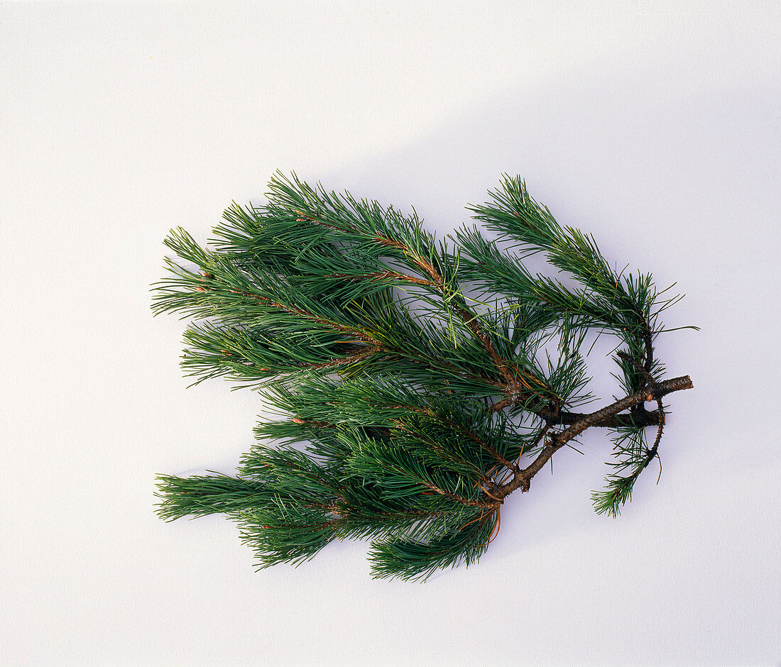 Zweig von Pinus mugo (Bergkiefer, Föhre) als Freisteller