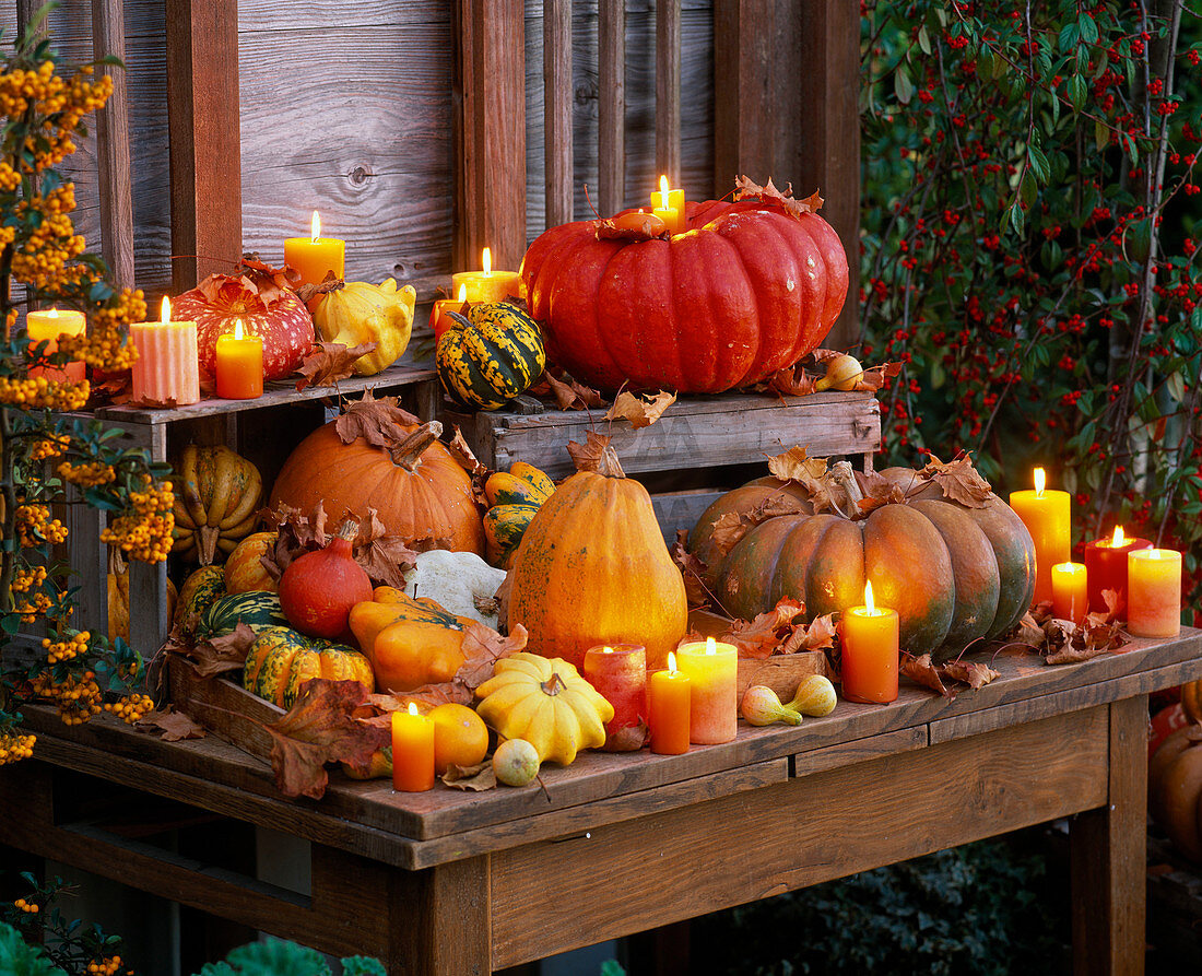 Cucurbita (Speise- und Zierkürbisse) mit Kerzen