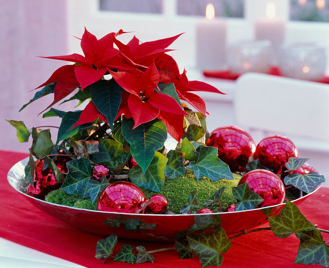 Euphorbia pulcherrima (poinsettia)