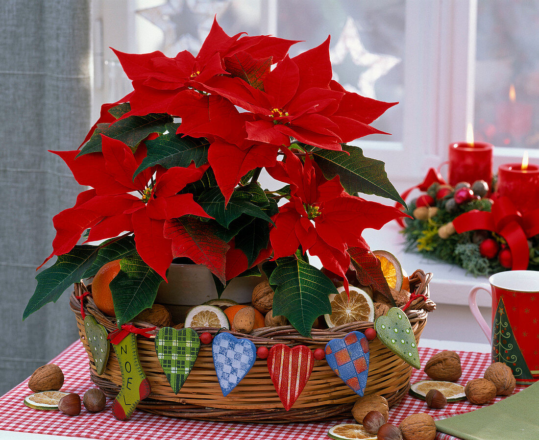 Euphorbia pulcherrima (poinsettia) in bread basket