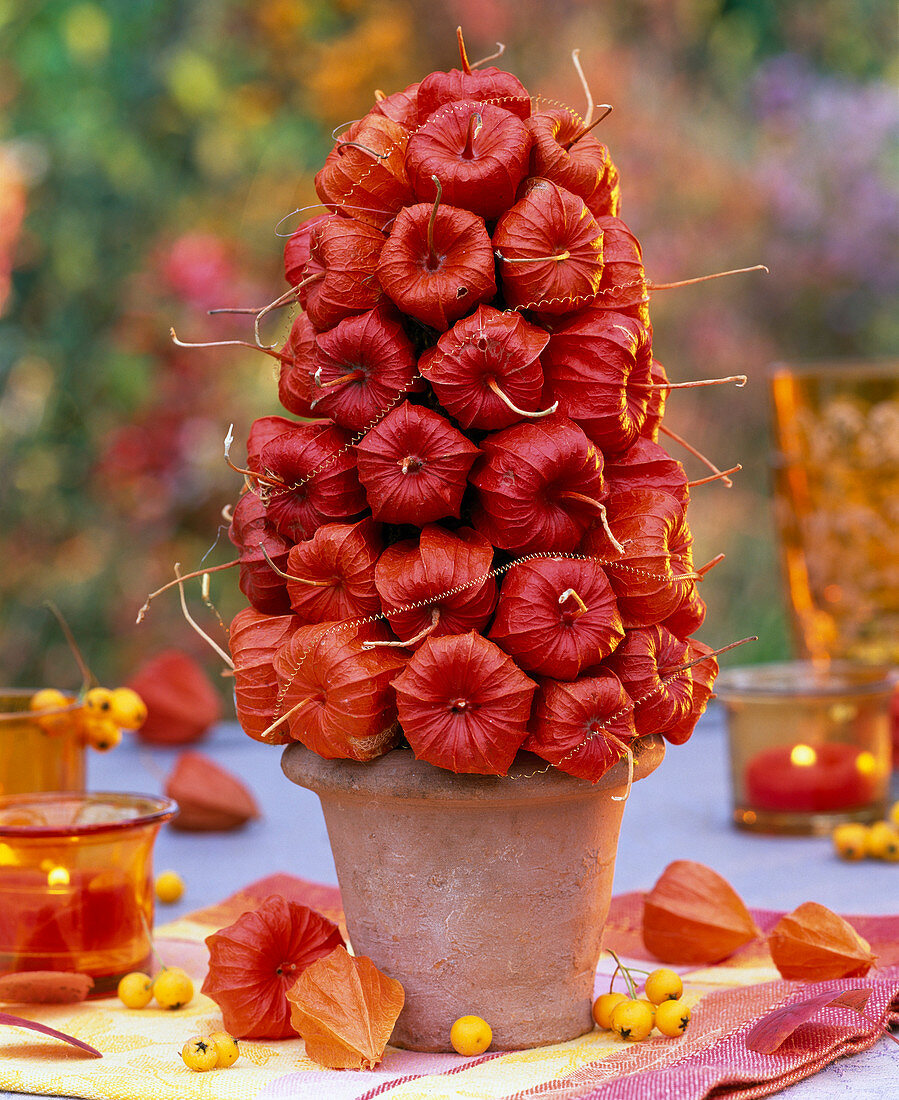 Physalis pyramid in terracotta pot (5/5)