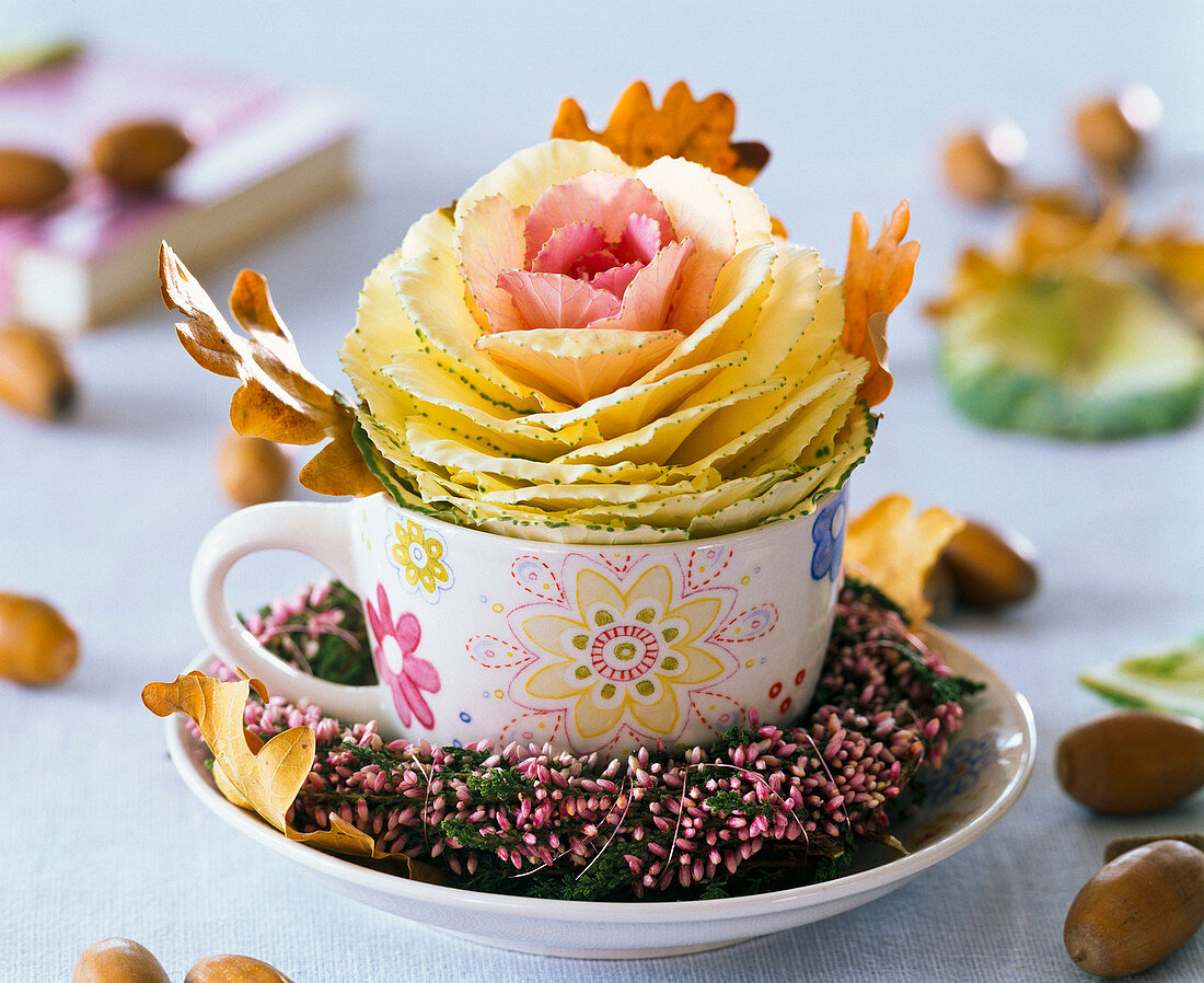 Brassica (Zierkohl) in Tasse mit Herbstlaub von Quercus (Eiche)