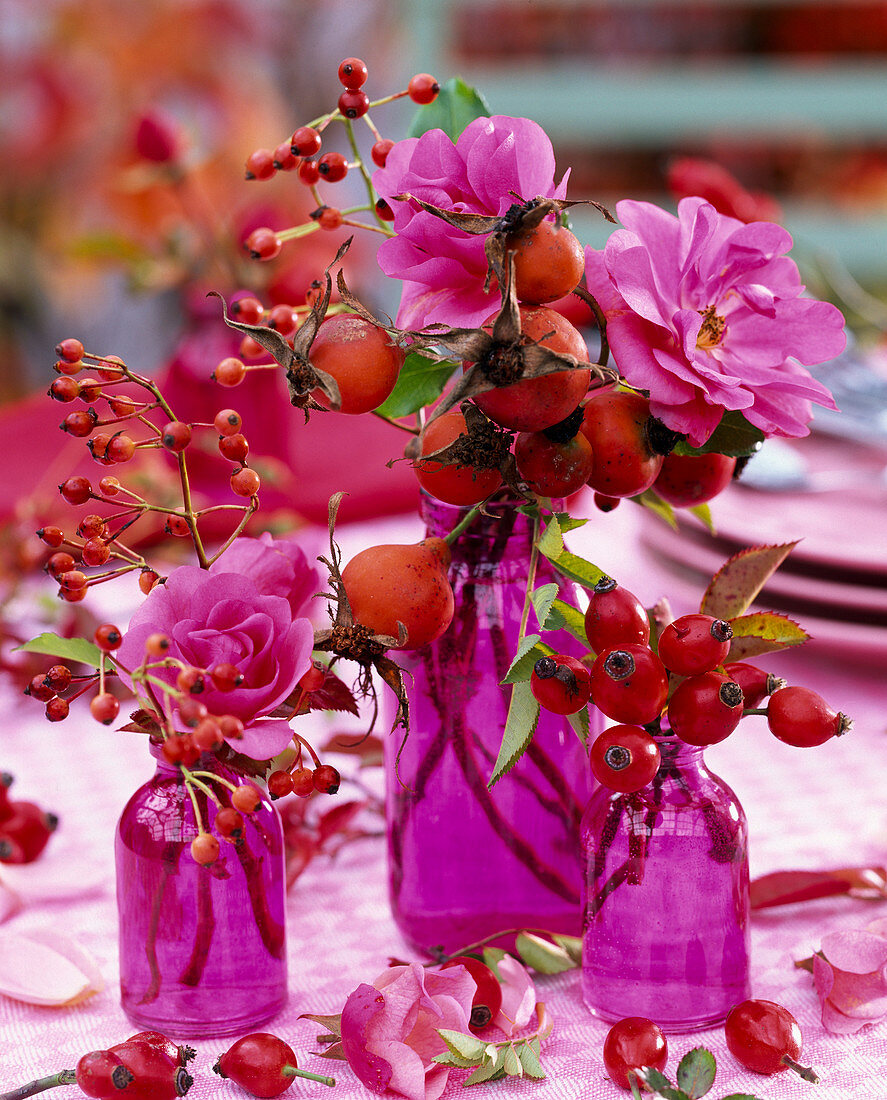 Rosa (Rosen) und Hagebutten in kleinen lila Glasflaschen