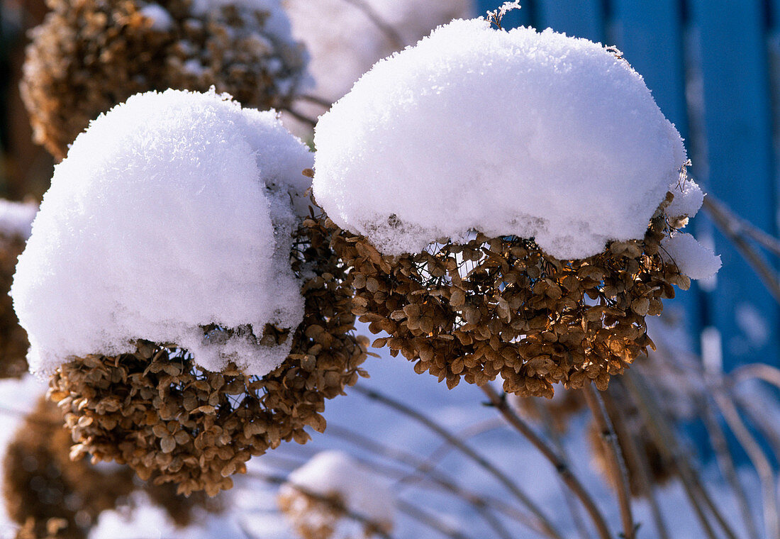 Faded inflorescences of Hydrangea (Hydrangea) in the snow