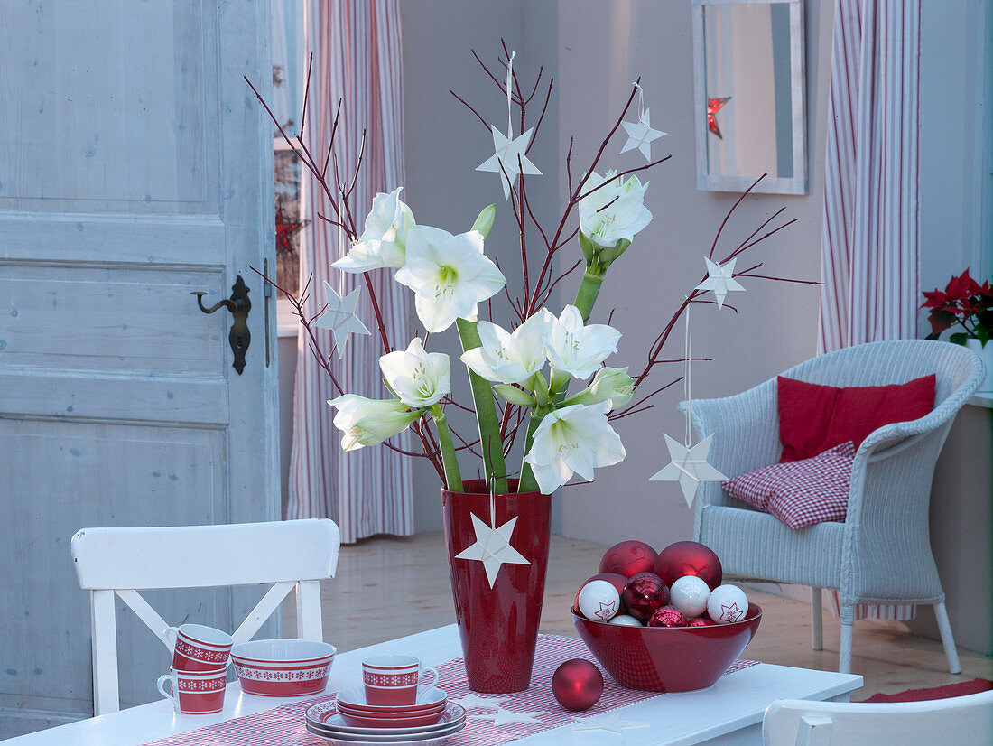 Hippeastrum (Amaryllis) mit Cornus (Hartriegel) in roter Vase