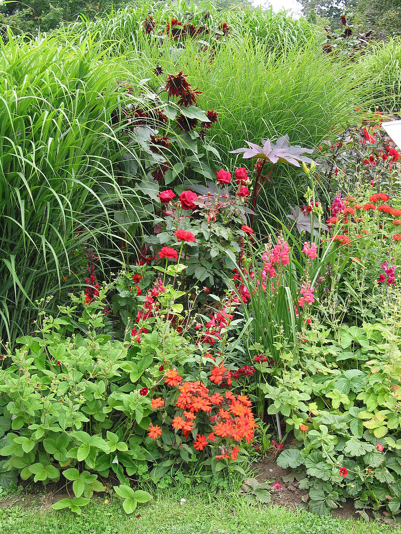 Red bed with Rosa (roses), Dahlia (dahlias), Antirrhinum (snapdragons)