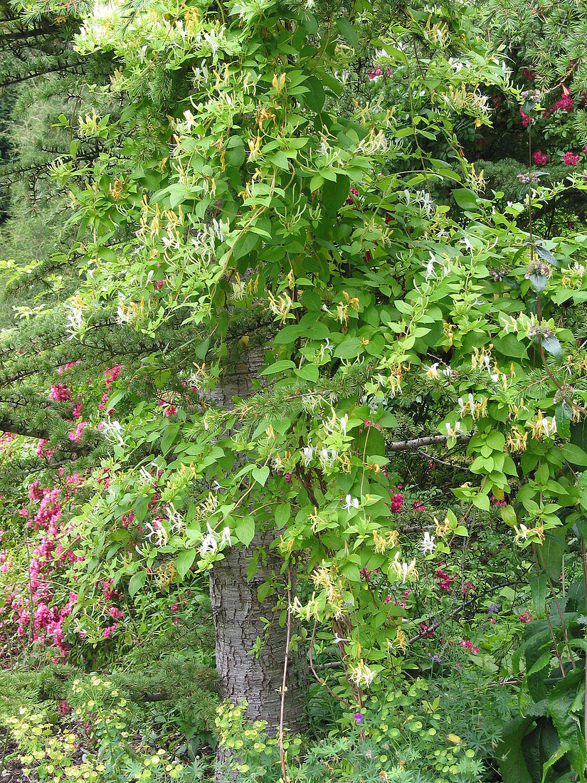 Lonicera acuminata (Kriechende Heckenkirsche)