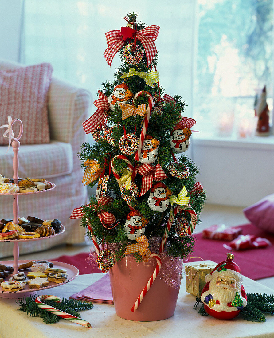 Picea glauca 'Conica' (sugar loaf spruce) with sweets