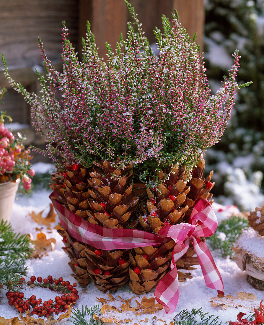 Calluna Garden Girls (broom heather) in pot wrapped with cones of Pinus