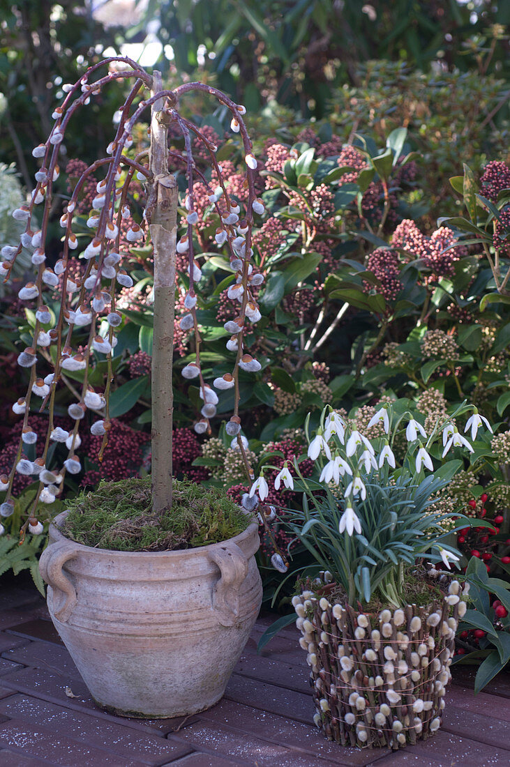 Salix 'Kilmarnock' (Kätzchenweide), Galanthus nivalis (Schneeglöckchen)