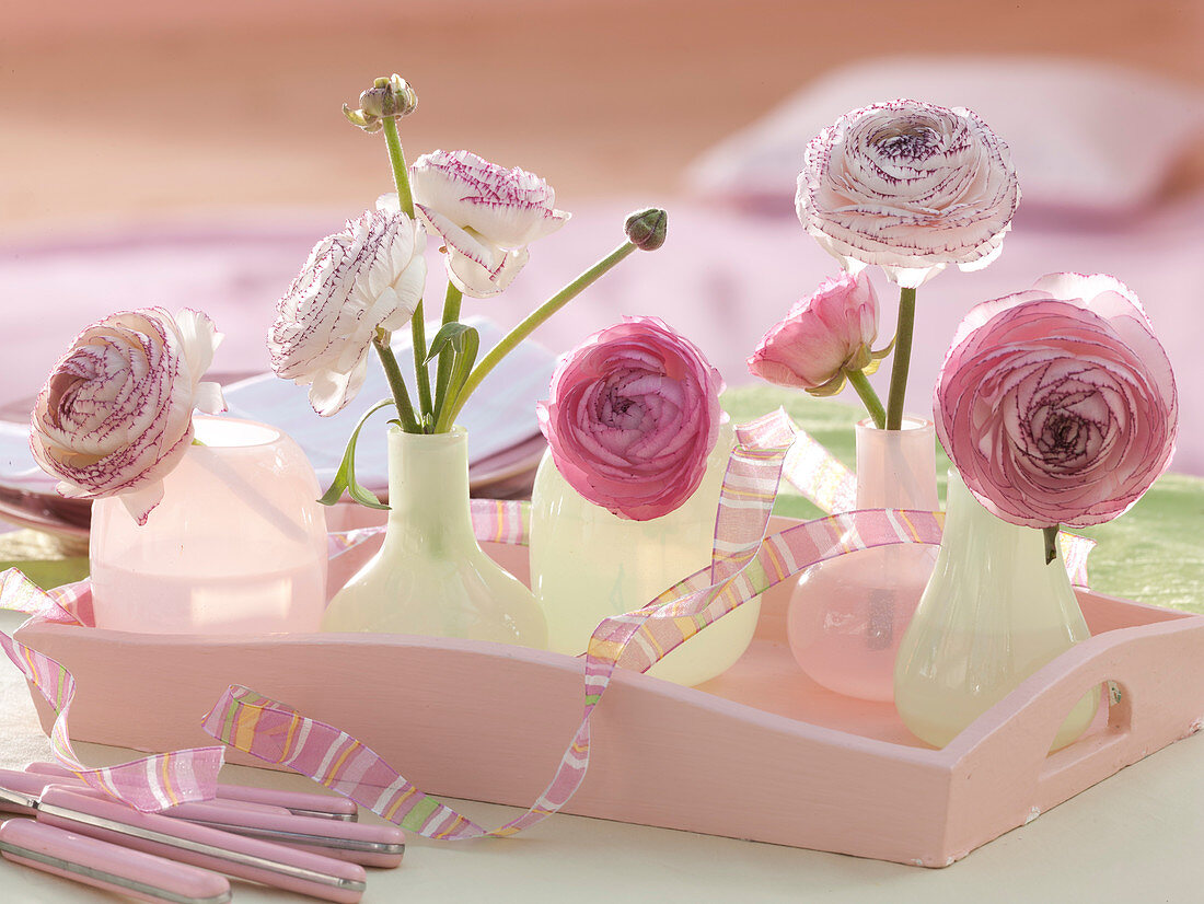 Ranunculus (buttercups) in small glass vases on wooden tray