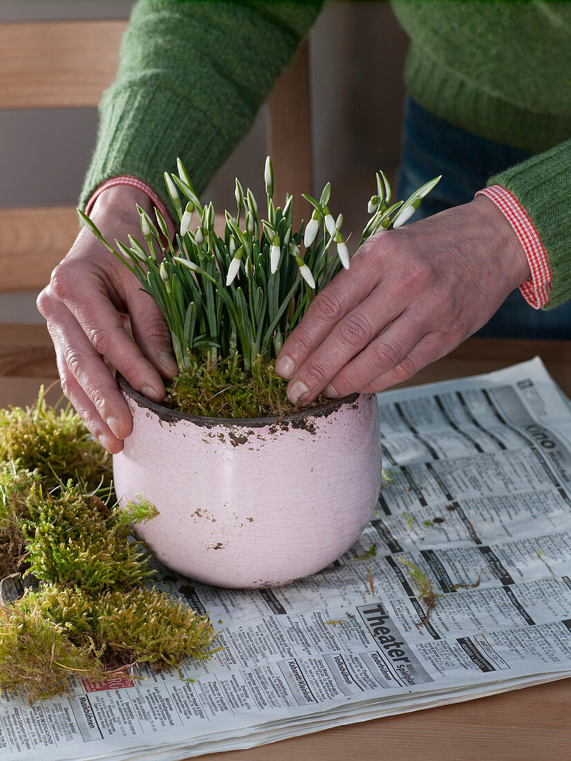 Put snowdrops in pink pots