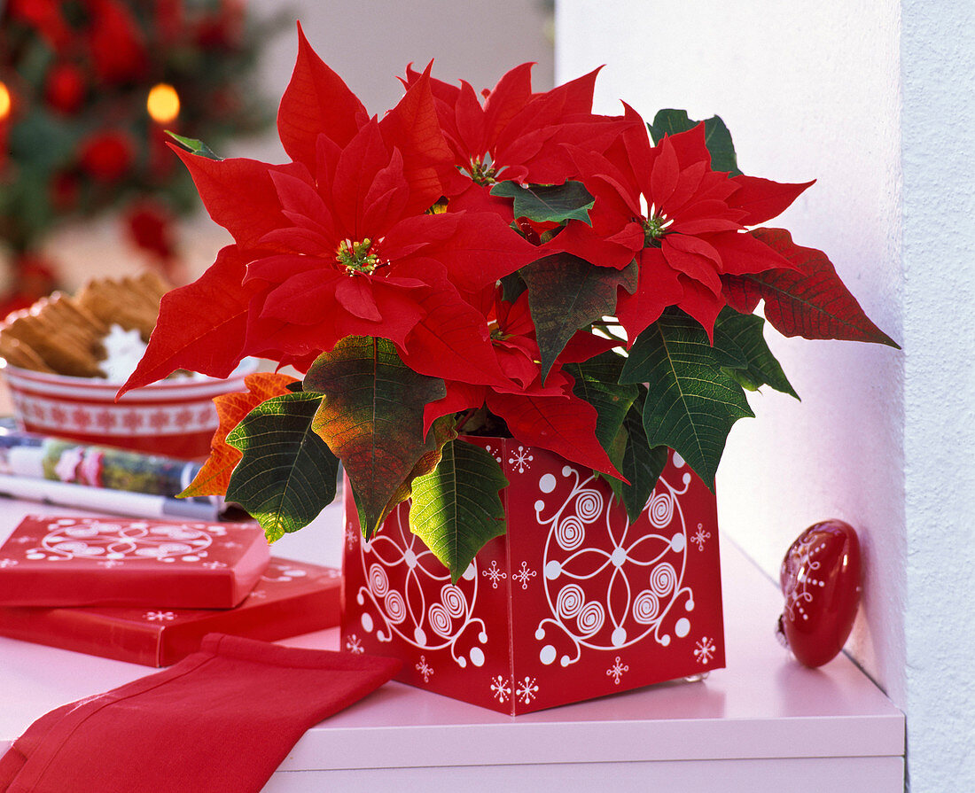 Euphorbia pulcherrima (poinsettia) in red can