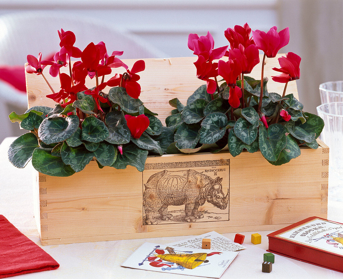 Cyclamen persicum (cyclamen) in a wooden box with a rhinocerus motif