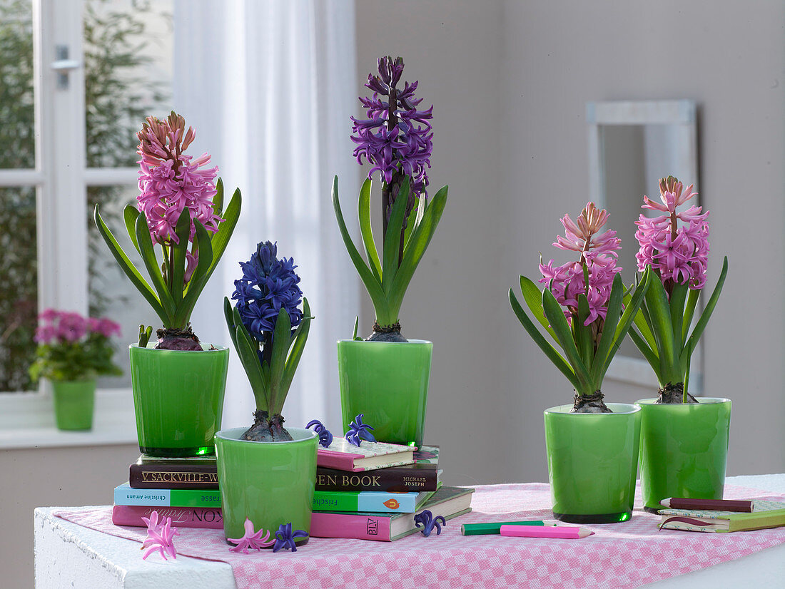 Hyacinthus 'Pink Pearl' 'Purple Sensation' 'Blue Pearl' (Hyacinths)