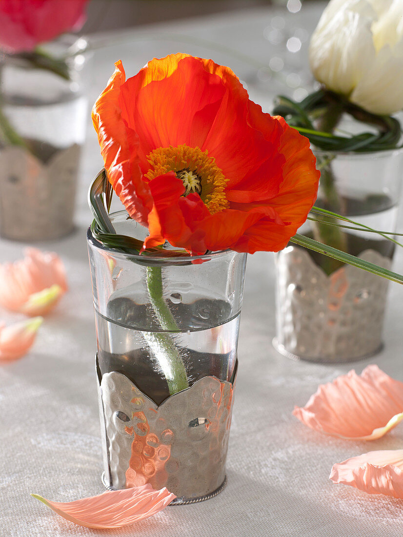 Papaver (Seidenmohn) mit kleinem Kranz aus Gras in Glas mit Metallhülle