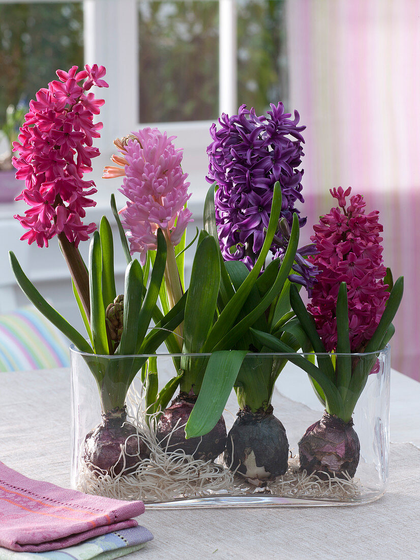 Hyacinthus 'Jan Bos' 'Pink Pearl' 'Purple Sensation' (Hyazinthen)