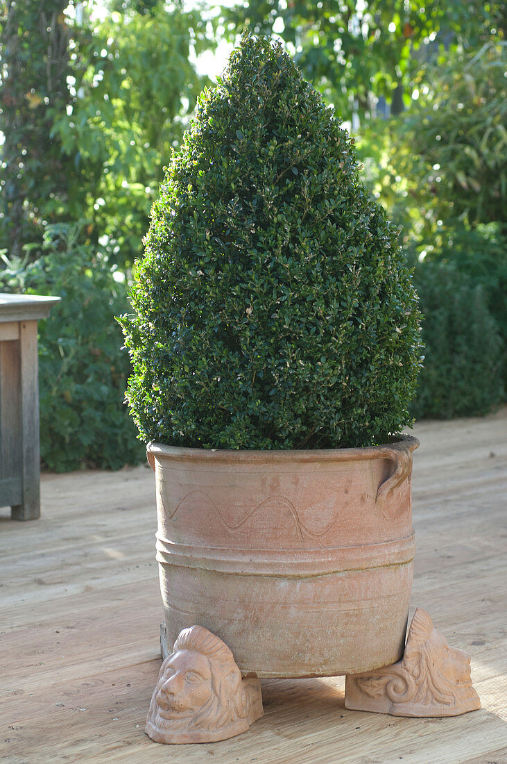 Buxus sempervirens (boxwood pyramid) in terracotta pot on feet