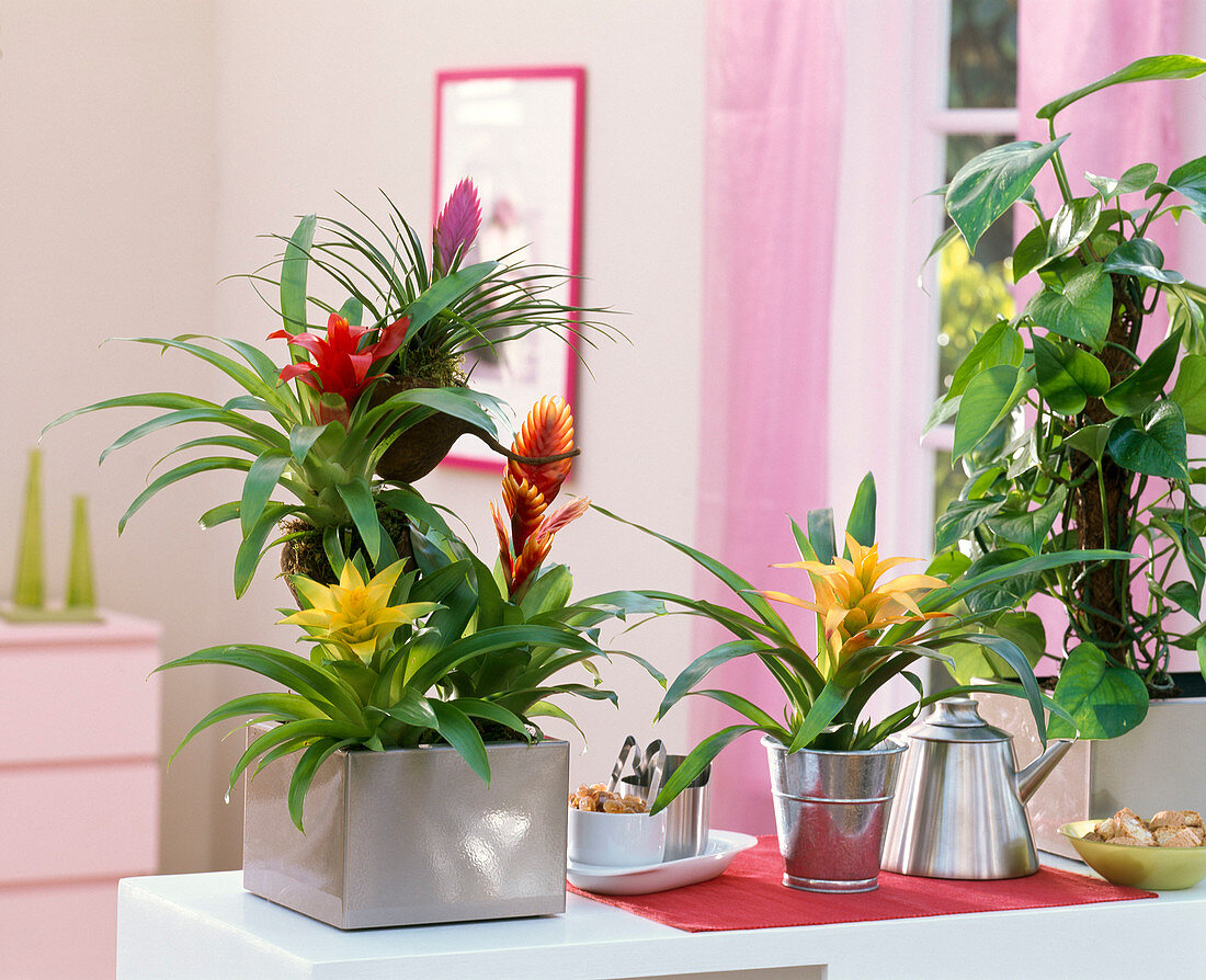 Various Guzmania, Vriesea (Flaming Sword), Philodendron (Tree Friend)