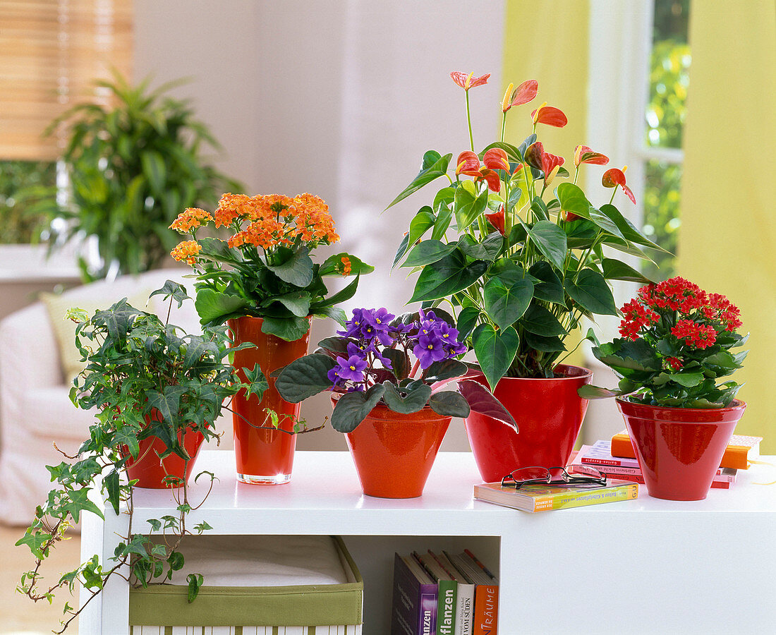 Hedera (ivy), Kalanchoe (Blazing Katy), Saintpaulia