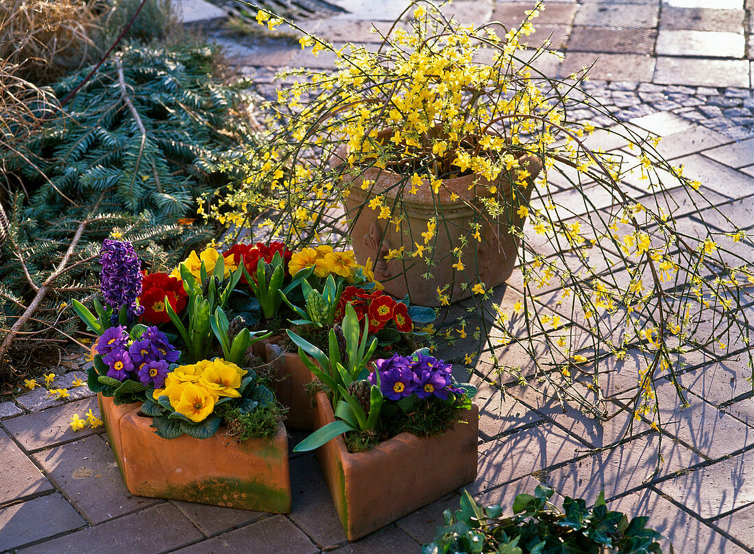 Primula acaulis (Spring Primroses), Hyacinthus (Hyacinths)