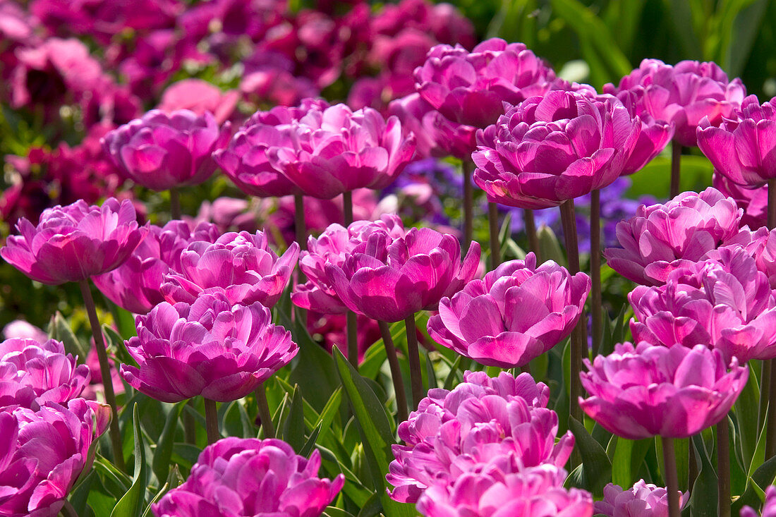 Tulipa 'Lilac Perfection' (Tulpen)