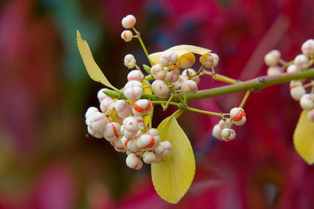 Euonymus fortunei 'Coloratus' (Kletterspindel)