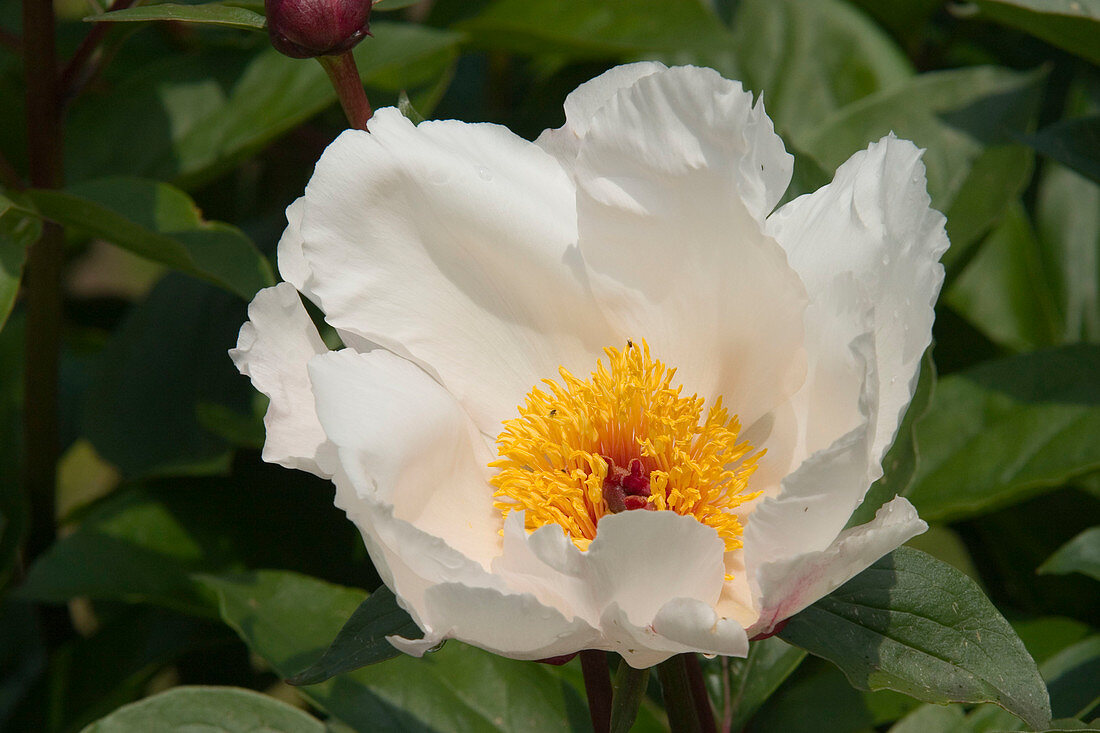 Paeonia Hyb. 'Chalice' (Peony)