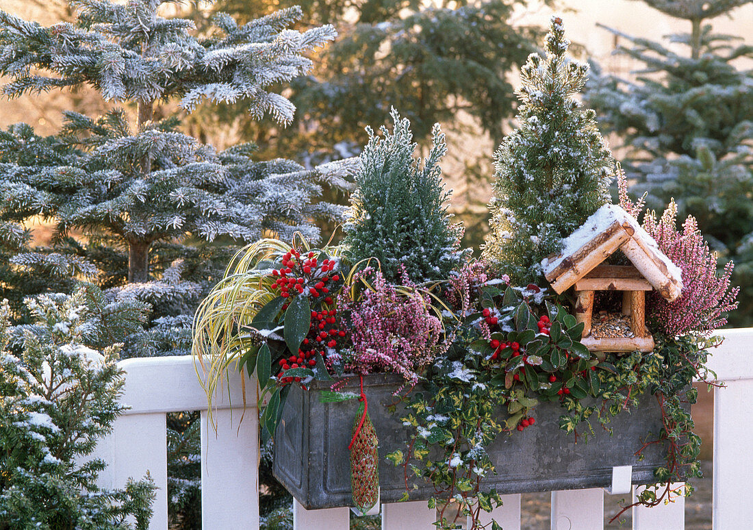 Winterlicher Balkonkasten mit Vogelfutterhaus